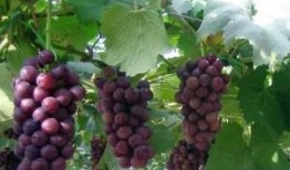 爆料葡萄种植技术视频教程,视频教程带你轻松掌握核心技术